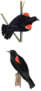 red winged blackbird