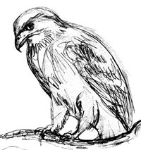 Red Tailed Hawk