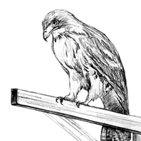Red Tailed Hawk