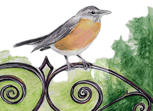 robin