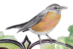 Robin