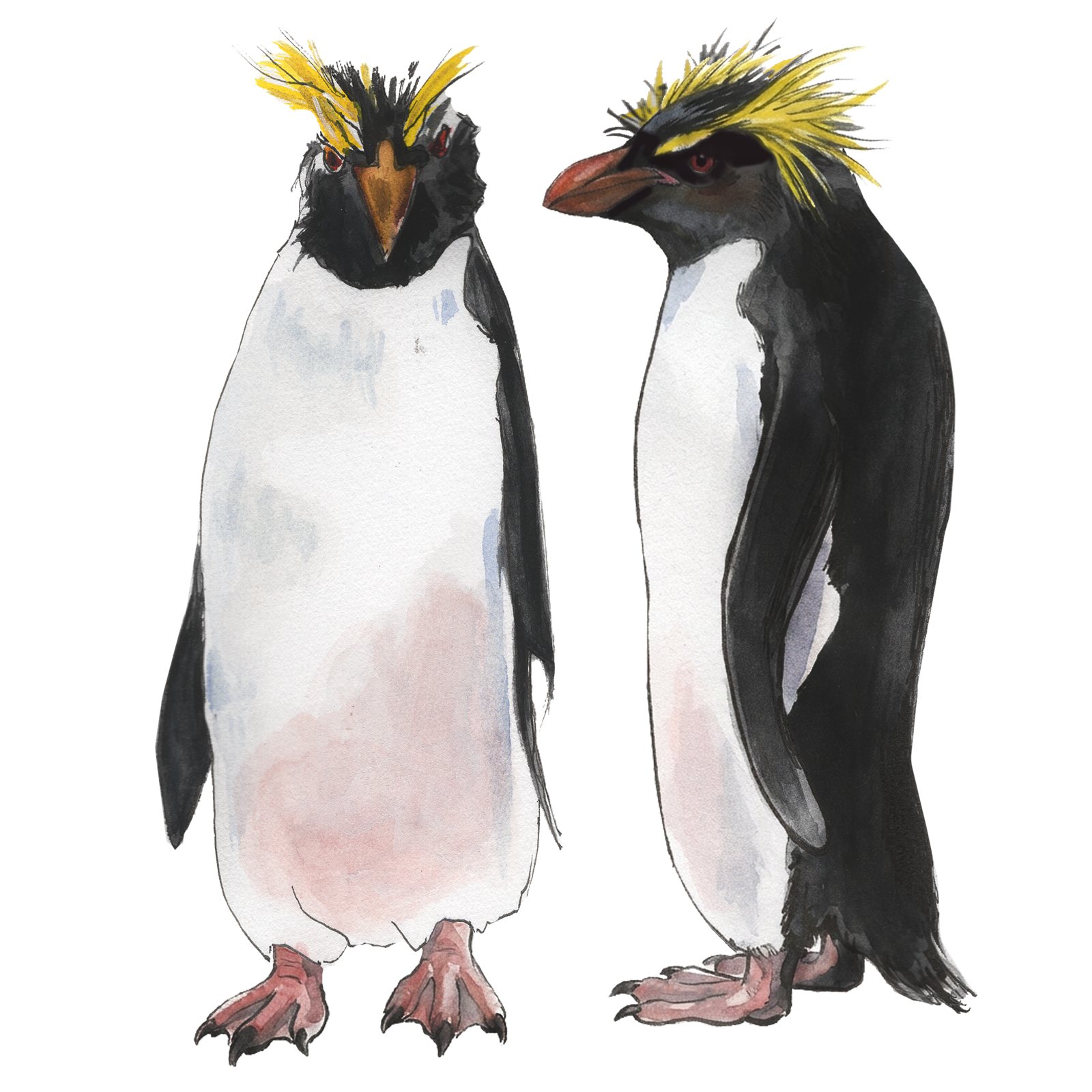 Artwork by Gina Mikel: Rockhopper Penguin, Eudyptes chrysocome
