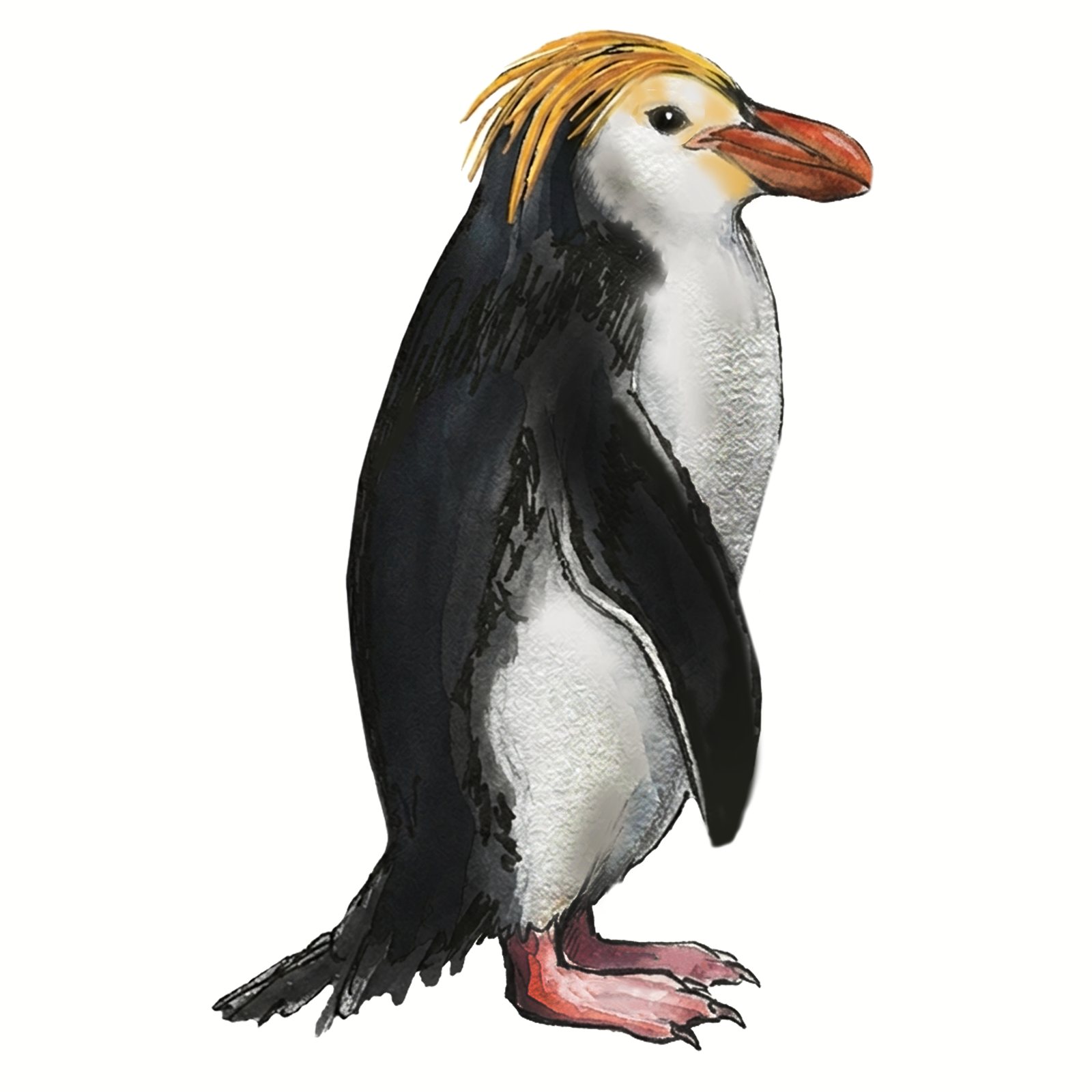Artwork by Gina Mikel: Royal Penguin, Eudyptes robustus