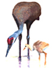 sandhill cranes