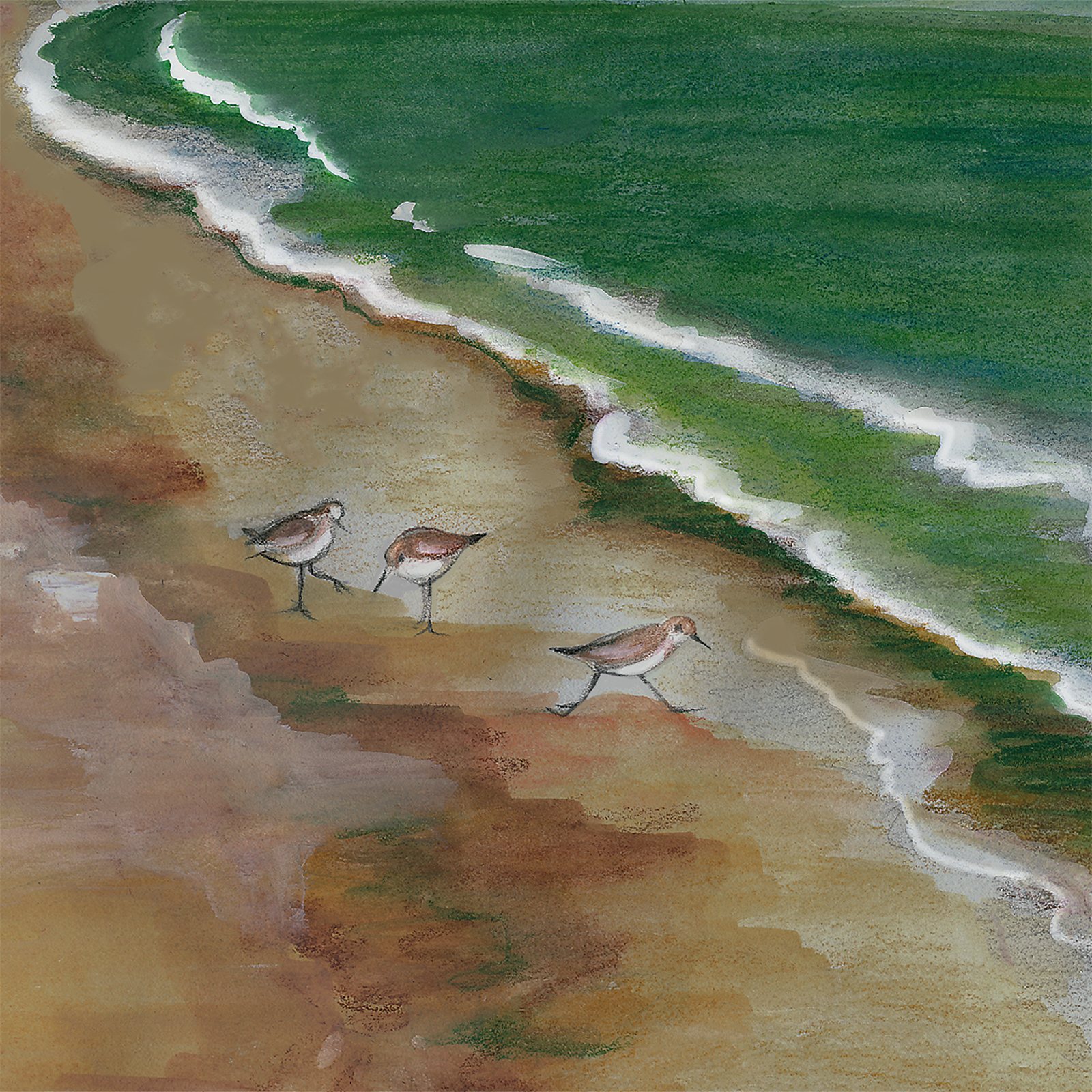Artwork by Gina Mikel: Semipalmated Sandpipers - Brooklyn Beach, Calidris pusilla