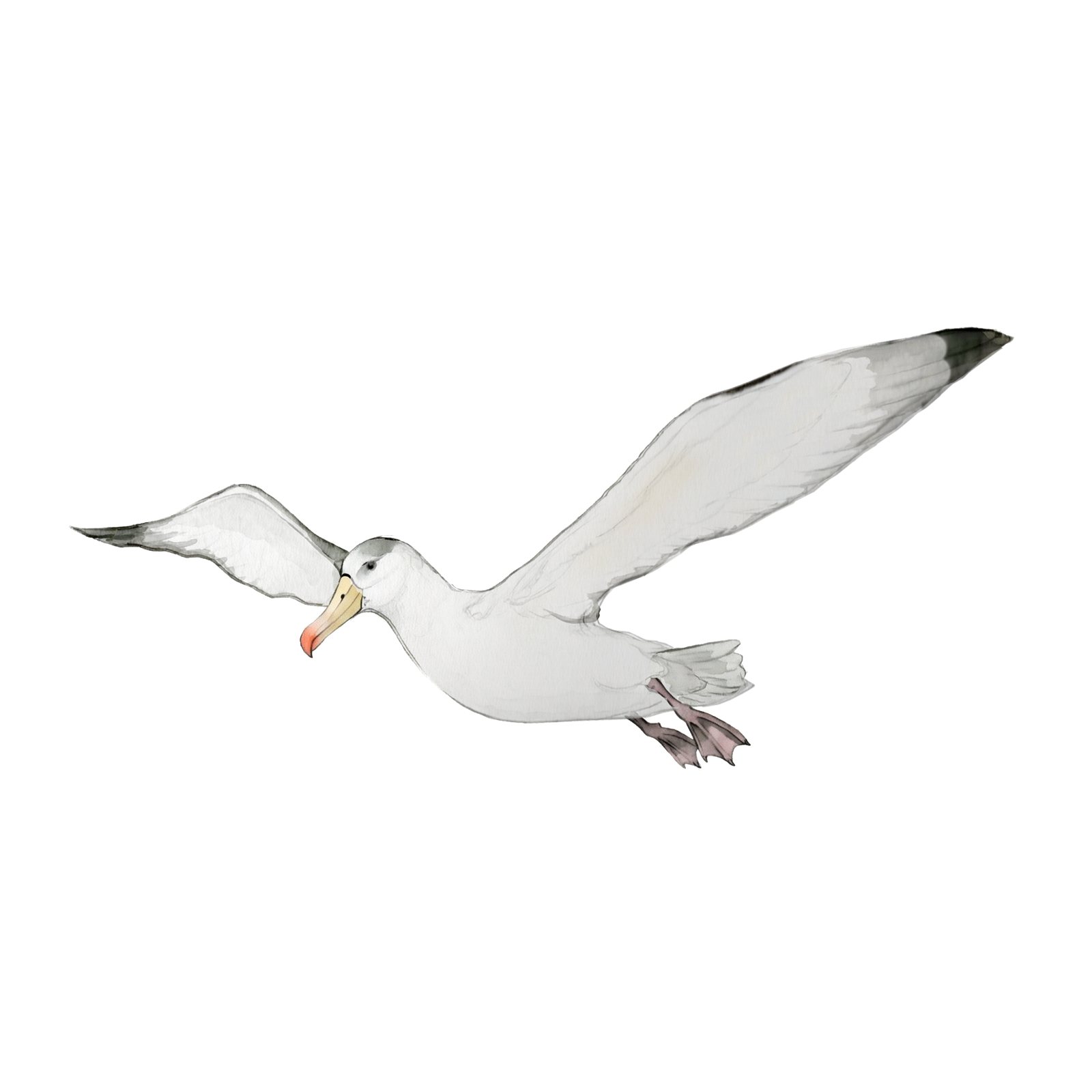 Artwork by Gina Mikel: Shy Albatross, Thalassarche cauta