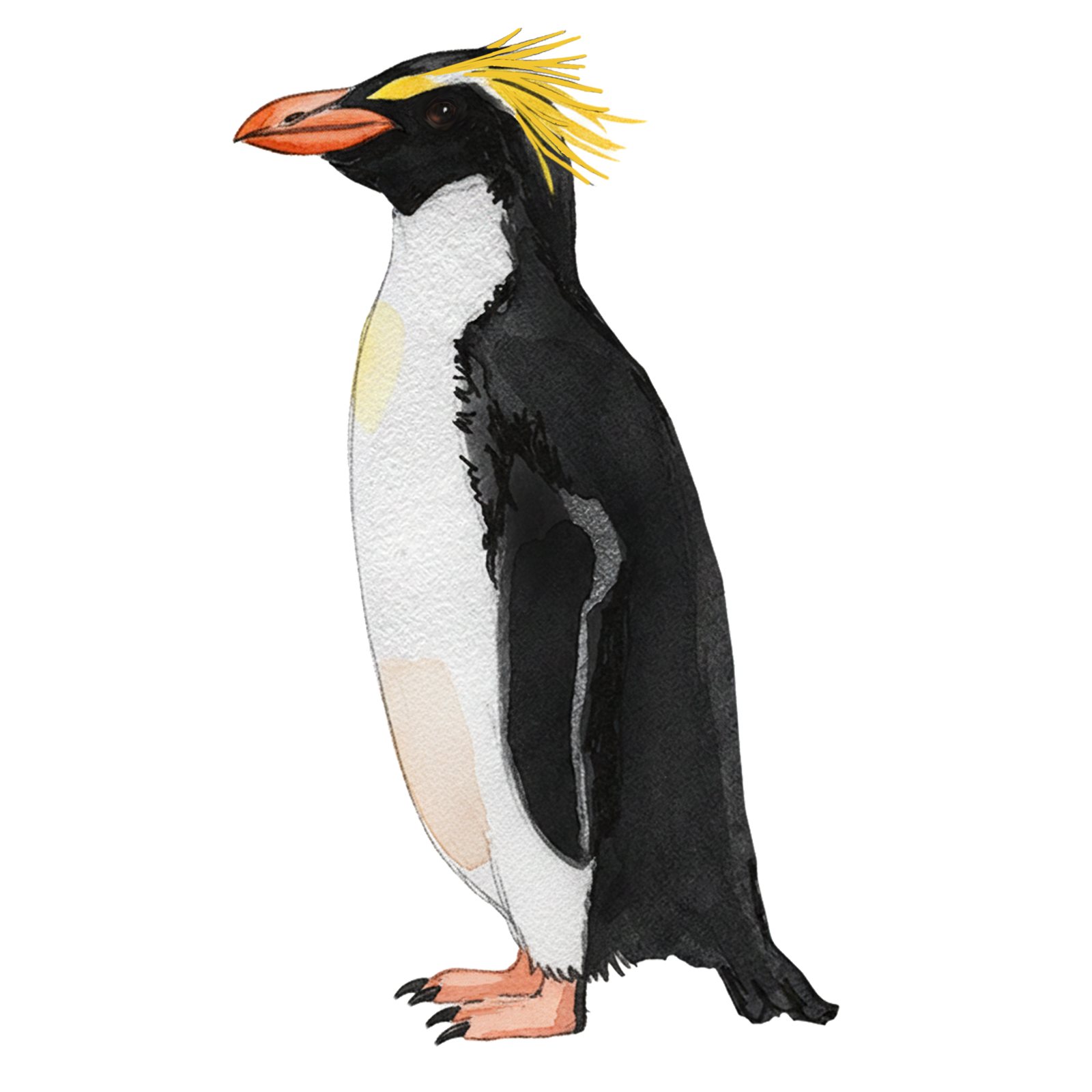 Artwork by Gina Mikel: Snares Penguin, Eudyptes schlegeli