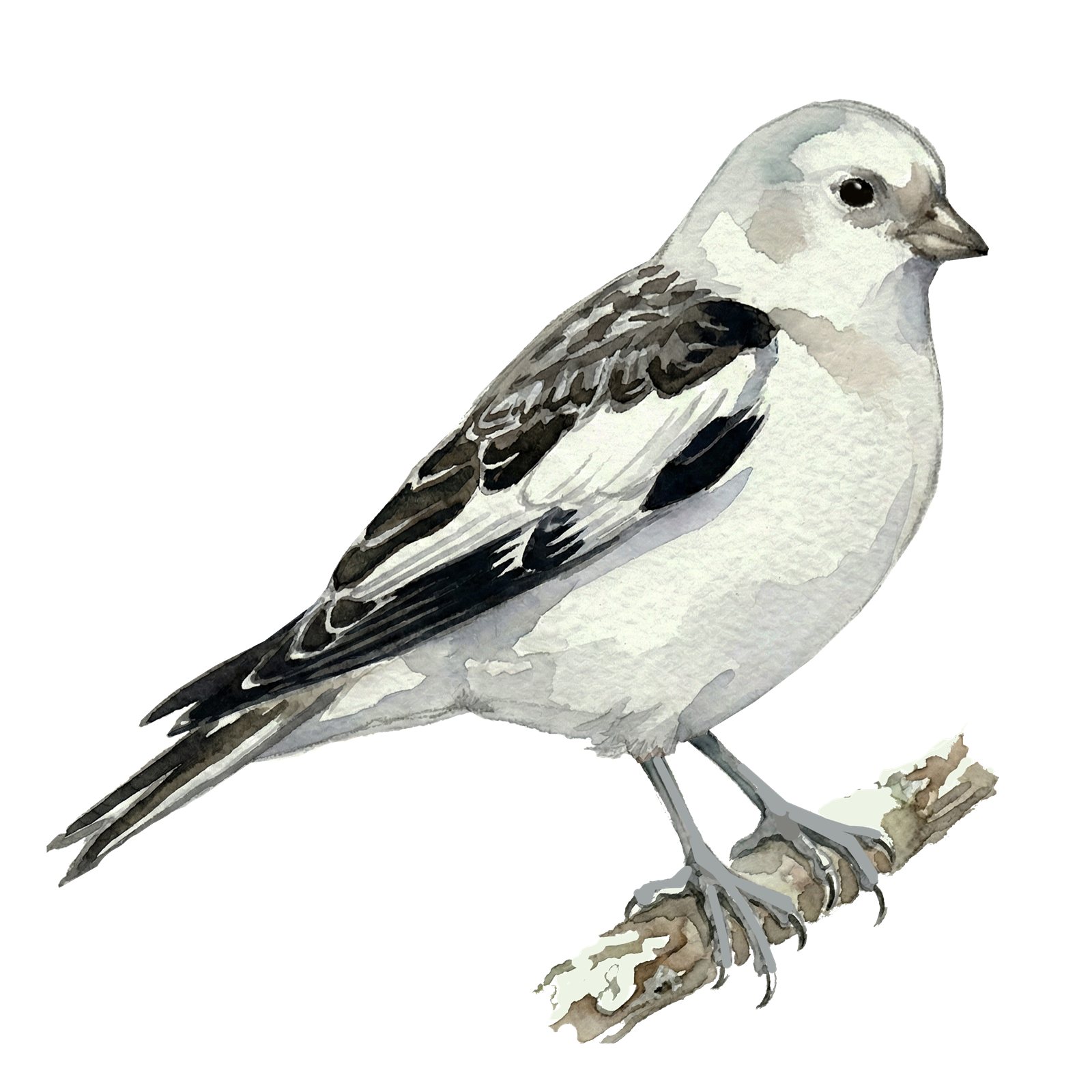 Artwork by Gina Mikel: Snow Bunting, Plectrophenax nivalis