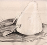 Swan Sketch