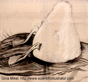 swan