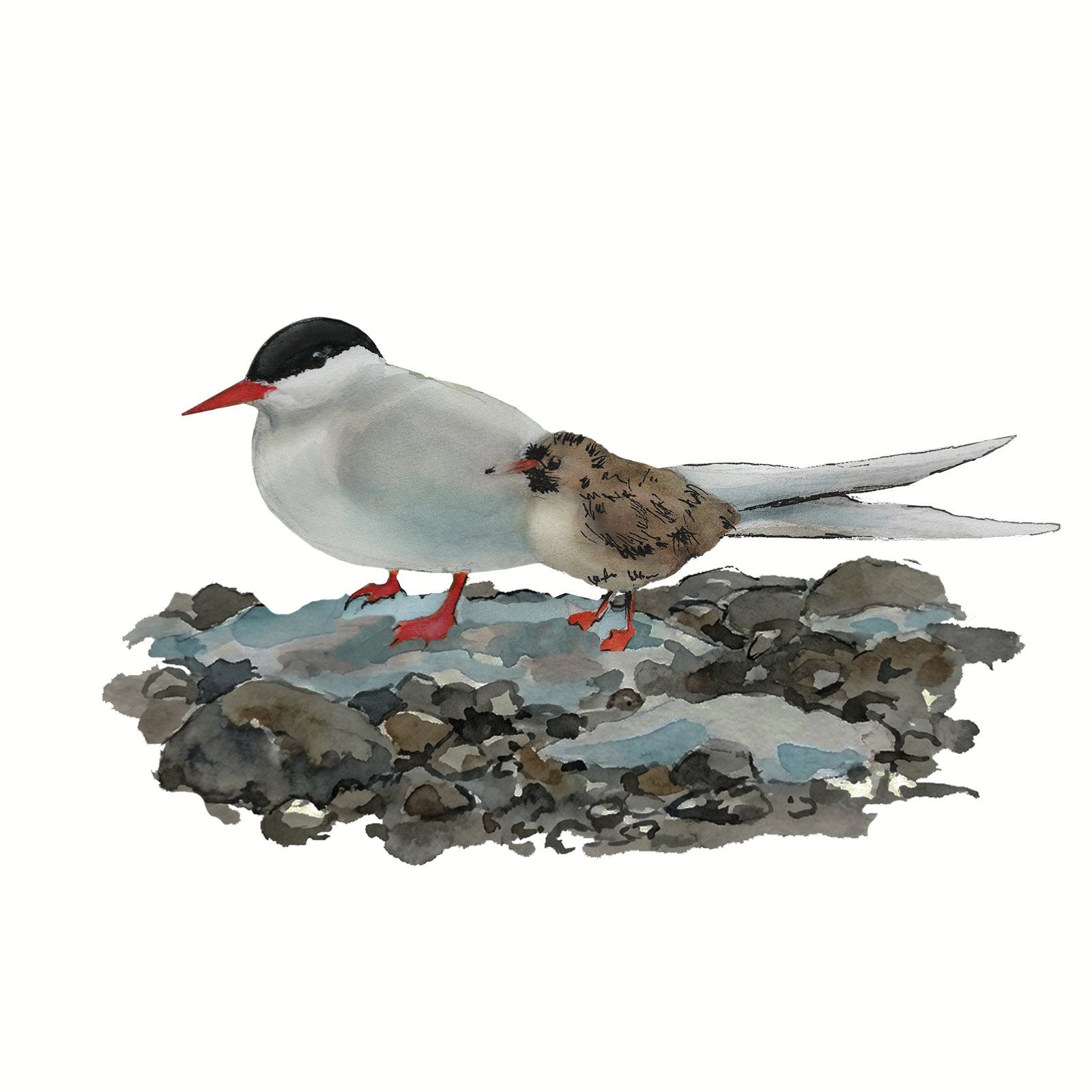 Artwork by Gina Mikel: Tern - Arctic - and Chick, Sterna paradisaea