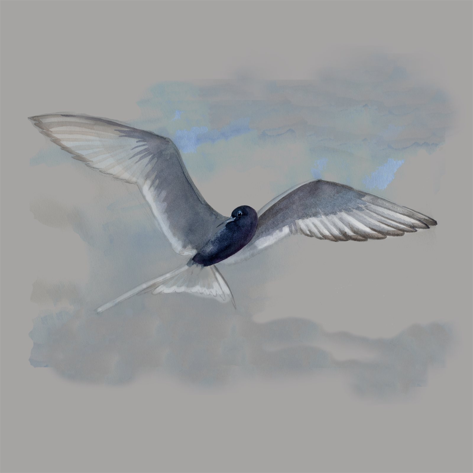Artwork by Gina Mikel: Tern - Black - in Flight, Chlidonias niger