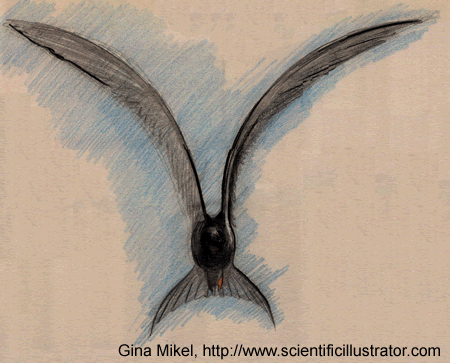 tern