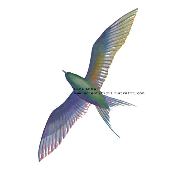 Tern in Flight