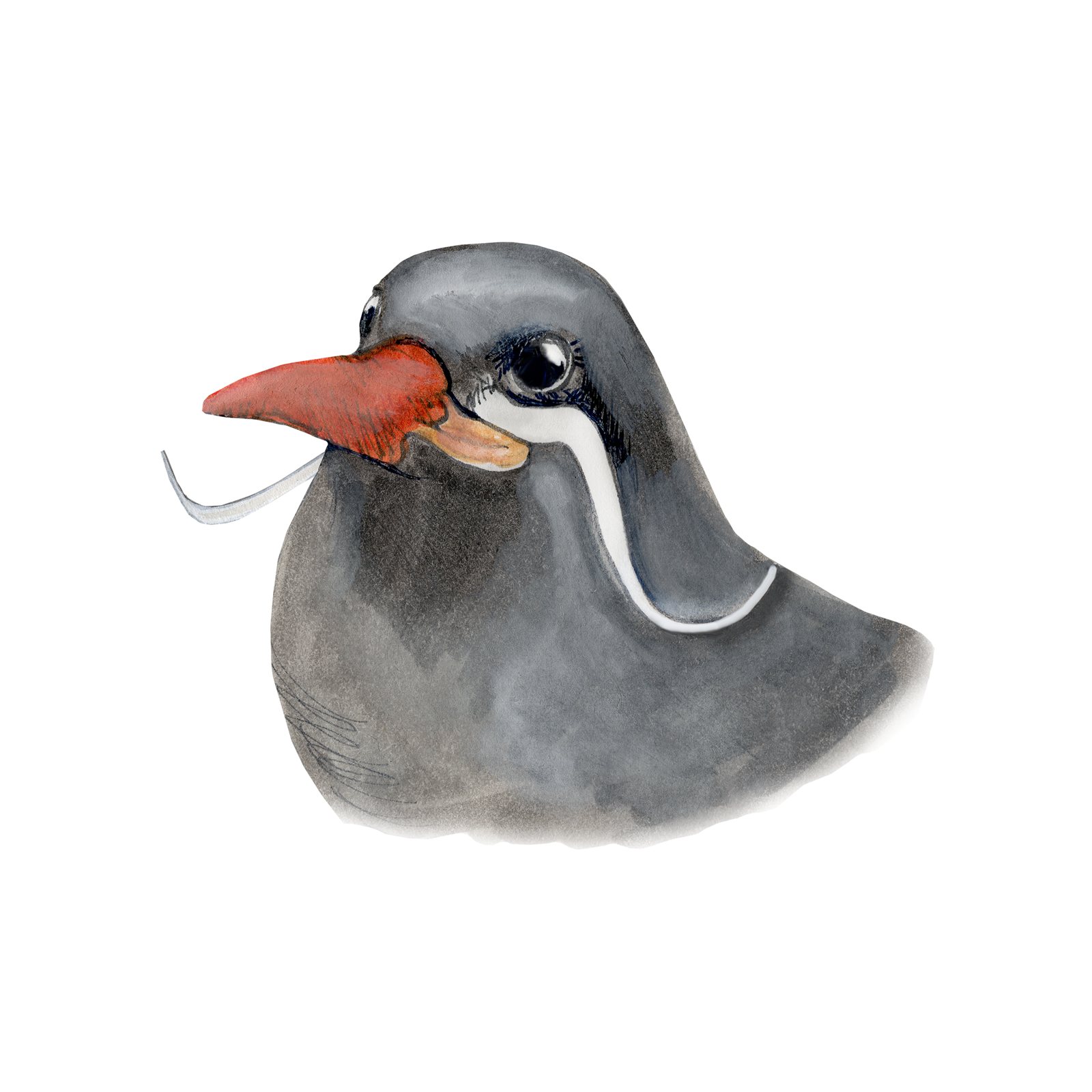 Artwork by Gina Mikel: Tern - Inca - Portrait, Larosterna inca