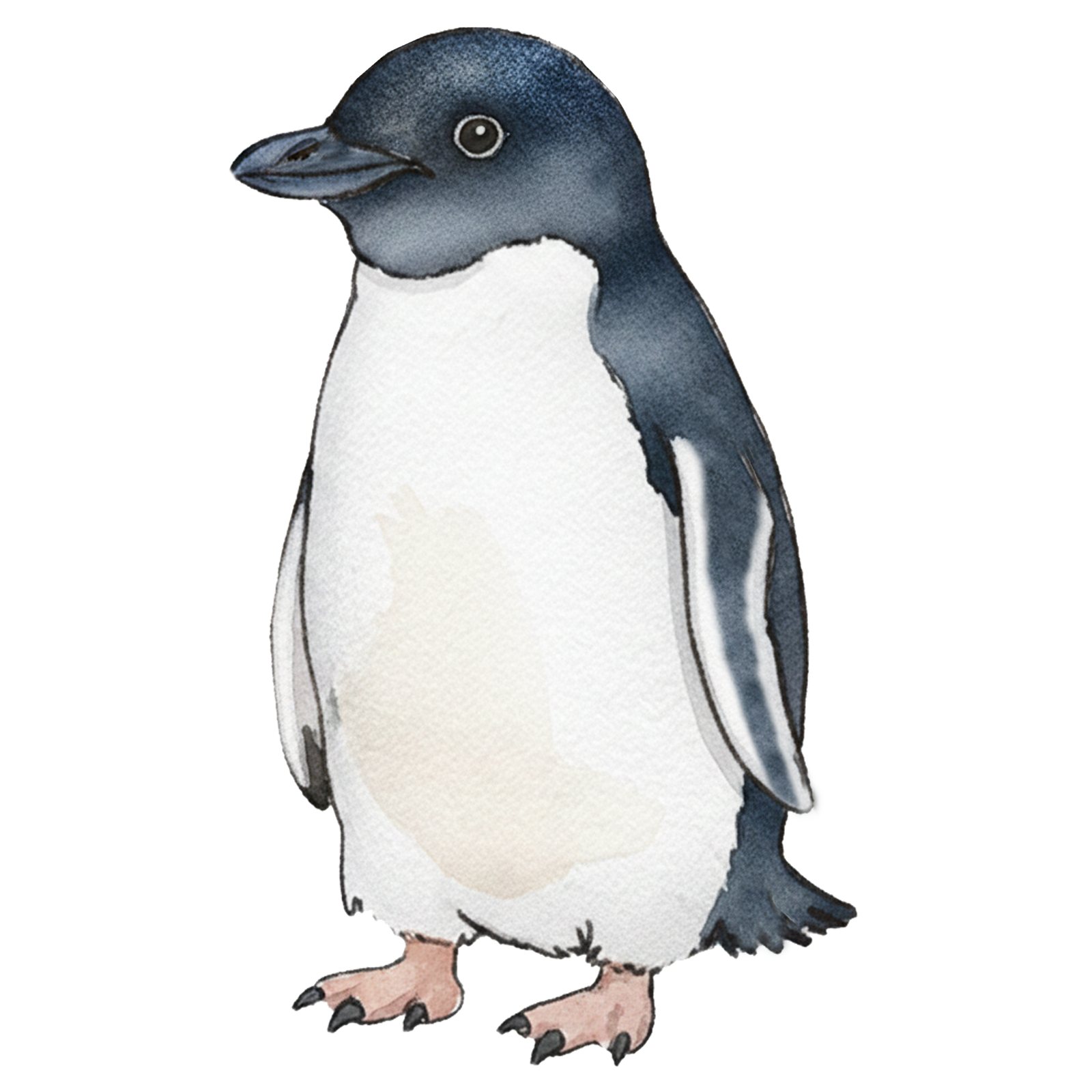 Artwork by Gina Mikel: White-flippered Penguin, Eudyptula albosignata