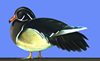 wood duck