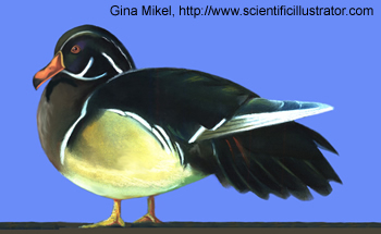 wood duck