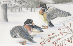 wood ducks