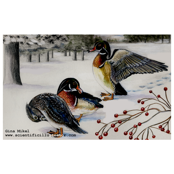 wood ducks