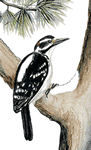 woodpecker