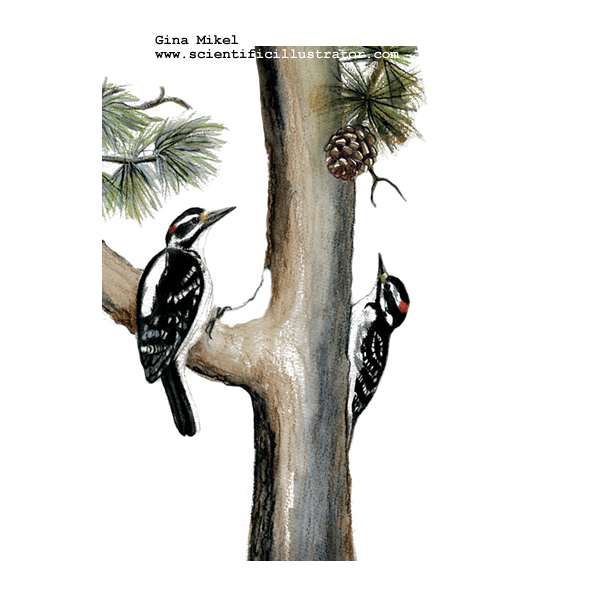 Hairy Woodpeckers
