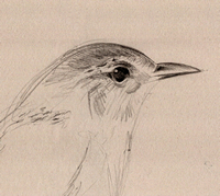 Marsh Wren