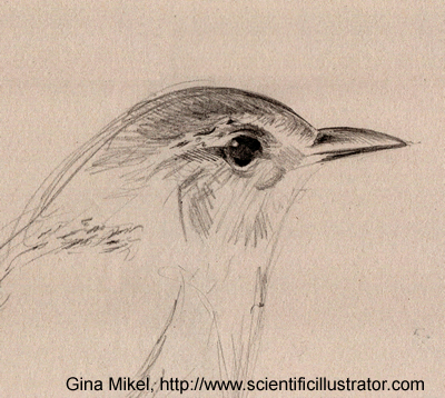 marsh wren