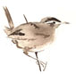 marsh wren sketch