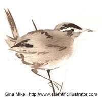marsh wren sketch