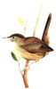 marsh wren