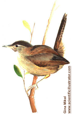 marsh wren
