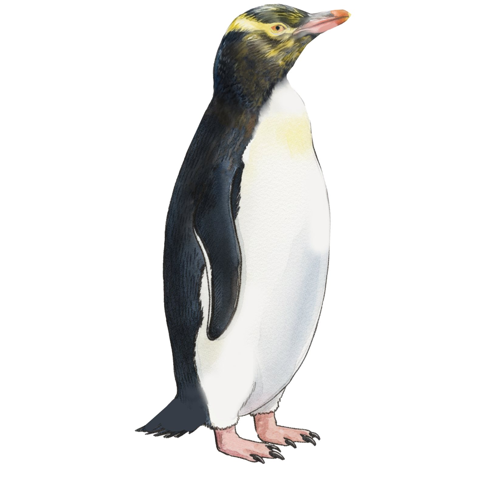 Artwork by Gina Mikel: Yellow-eyed Penguin - nb, Megadyptes antipodes