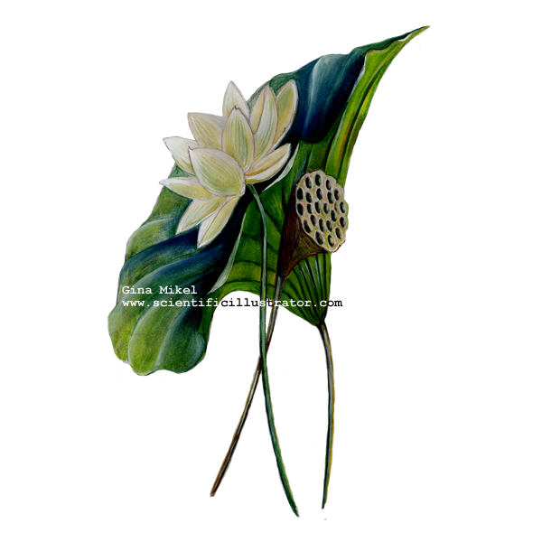american lotus