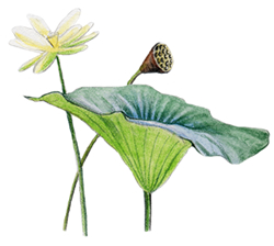 american lotus