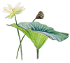 american lotus illustration