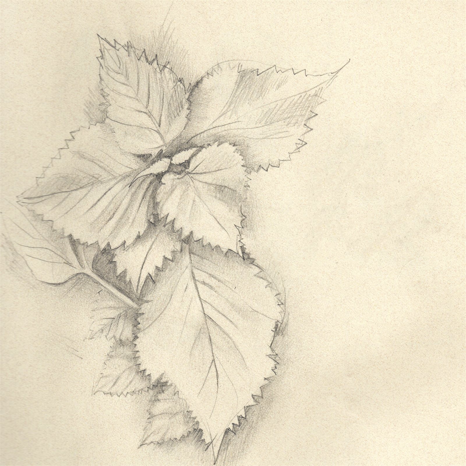 Artwork by Gina Mikel: Beefsteak Plant (Perilla), Perilla frutescens