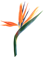 bird of paradise