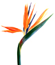 bird of paradise, watercolor