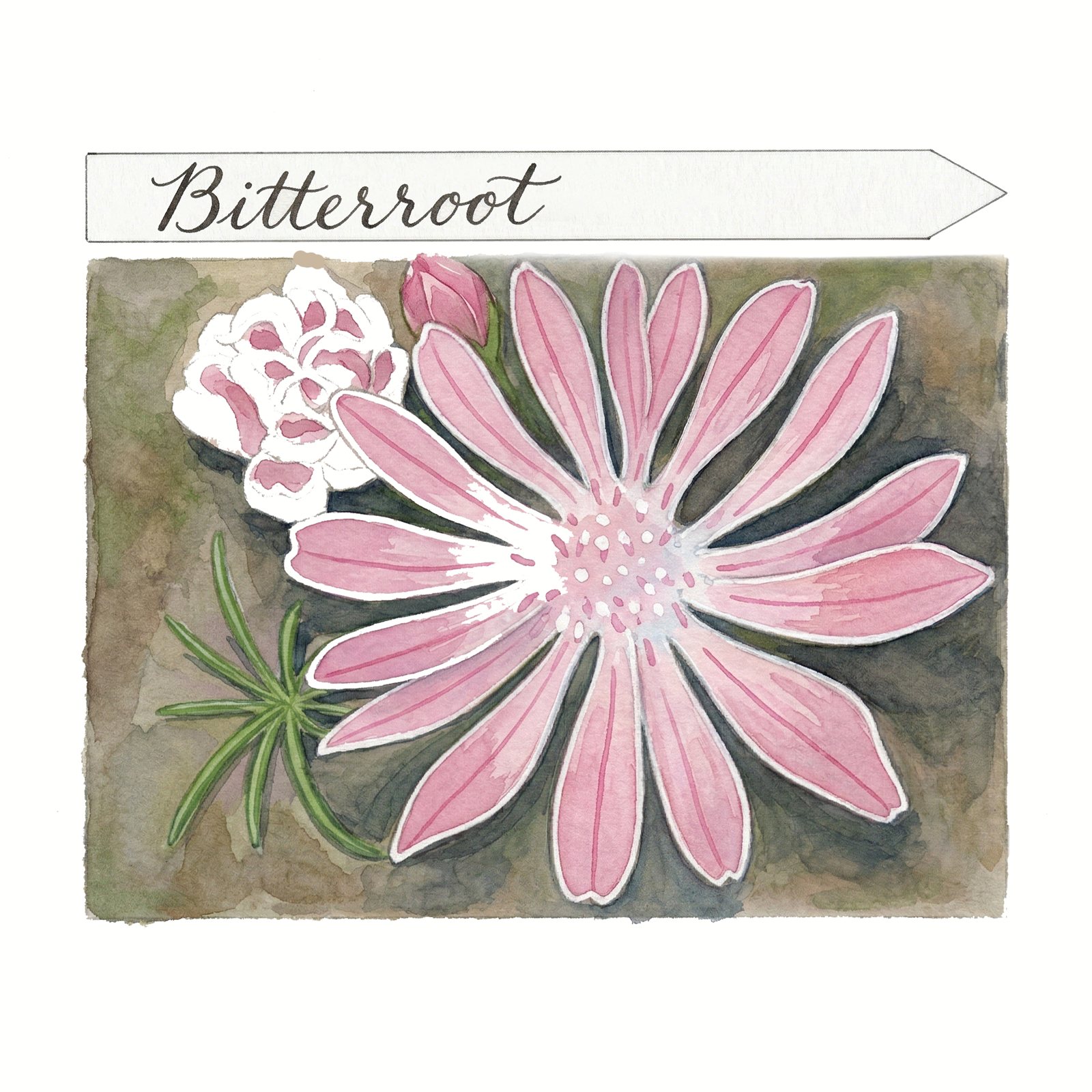 Artwork by Gina Mikel: Bitterroot, Lewisia rediviva