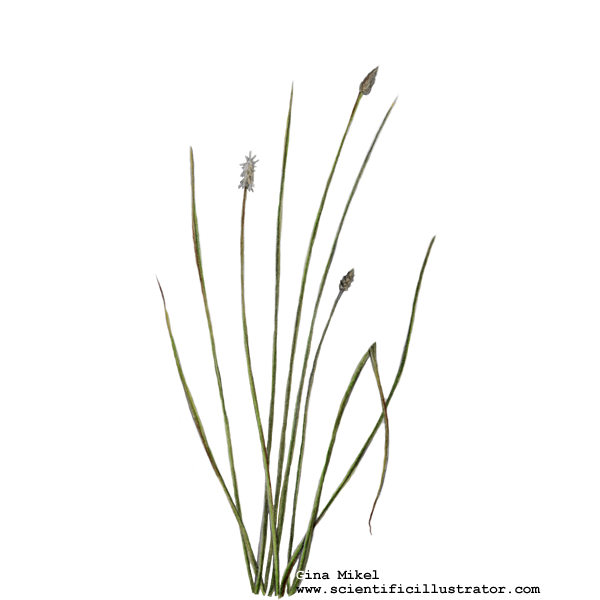 Bullrush