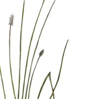 bullrush