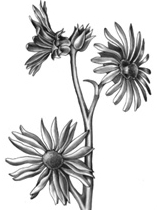 compass plant