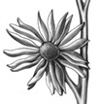 compass plant, study, graphite on mylar