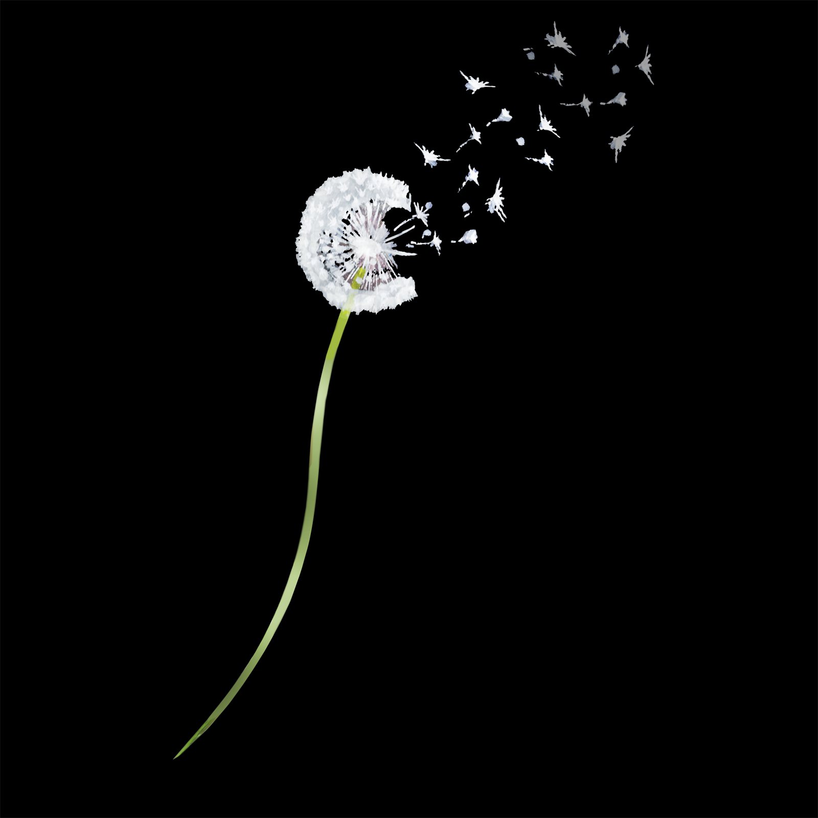 Artwork by Gina Mikel: Dandelion (from Violin &), Taraxacum officinale