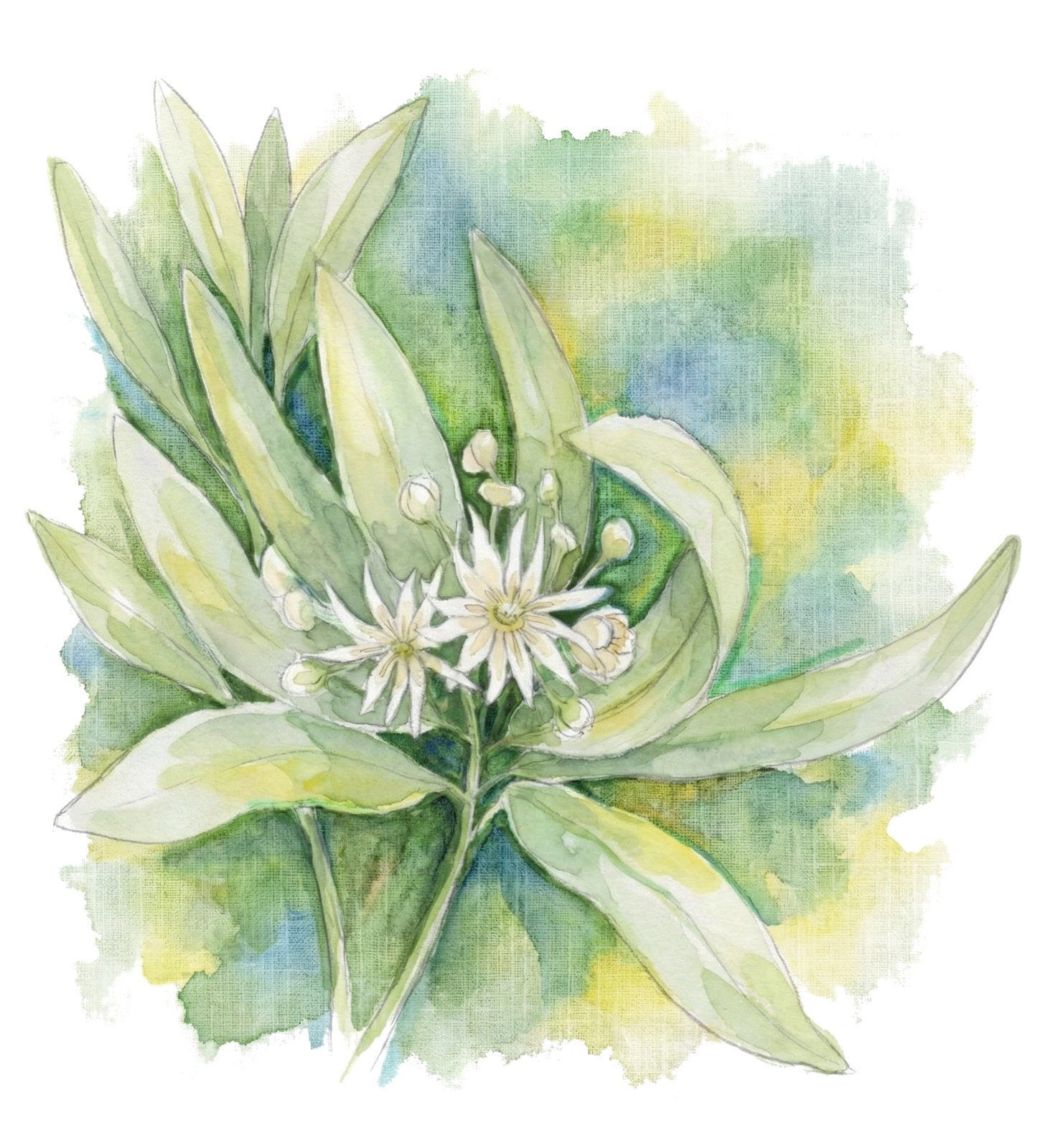 Artwork by Gina Mikel: Drimys Confertifolia, Drimys confertifolia