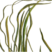 eelgrass