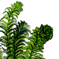 elodea
