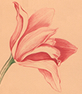 Flower Sketch