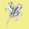 flower sketch